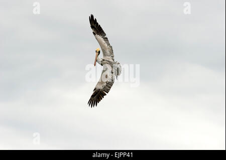 Un pélican oiseau prend de l'ampleur de large. Banque D'Images