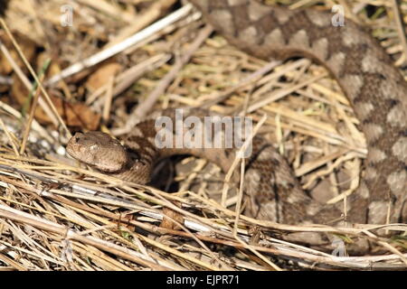 Beau motif de camouflage de Vipera ammodytes ('sand viper ), in situ Banque D'Images