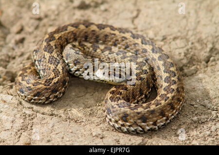 Gros plan viper meadow hongrois en se tenant sur le sol ( Vipera ursinii rakosiensis ) Banque D'Images