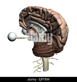 La section transversale du cerveau anatomie Banque D'Images