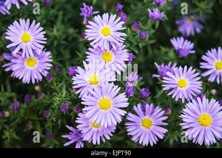 Michaelmas daisy européenne (Aster amellus). Aster est un genre de plantes de la famille des Astéracées. Banque D'Images