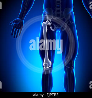 Anatomie les os du fémur - Mâle Banque D'Images