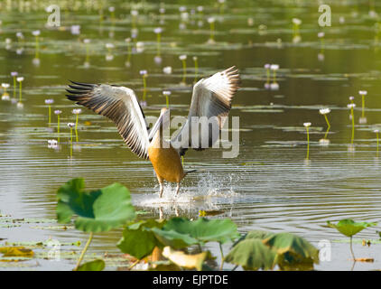 Pelican (Pelecanus conspicillatus australienne) arrivant sur la terre - les zones humides, Mamukala Kakadu National Park, Territoire du Nord, un Banque D'Images