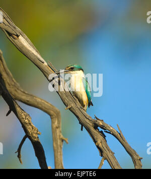 Sacred Kingfisher (Todiramphus sanctus) perché, Yanga National Park, New South Wales, Australie Banque D'Images