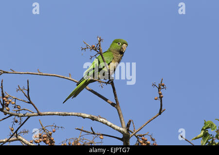 Conure cuivrée Olive (nana) Eupsittula astec adultes, l'alimentation, perché dans l'arbre à fruits, péninsule du Yucatan, Mexique, octobre Banque D'Images