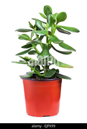Dollar plante ou arbre d'argent dentelle sur fond blanc. Crassula Banque D'Images