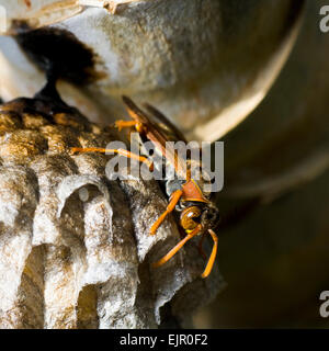 Paper-Nest (Guêpe Polistes variabilis) avec des larves dans le nid, New South Wales, Australie Banque D'Images