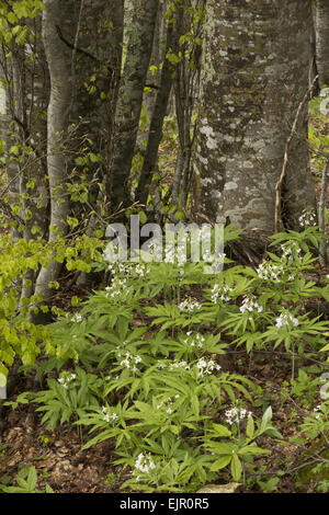 Sept-leaved Bittercress (Cardamine heptaphylla) floraison, poussant dans des bois de hêtre, Pyrénées, France, mai Banque D'Images