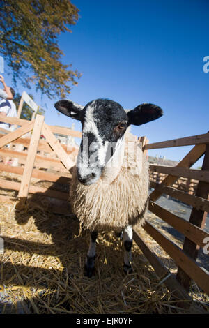 Moutons Masham Fair 2009 Banque D'Images