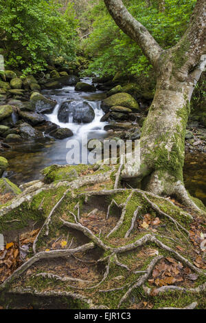 Racines de l'arbre et d'eau forestiers, près de Torc Waterfall, rivière Owengarriff Killarney, N.P., comté de Kerry, Munster, Irlande, Décembre Banque D'Images