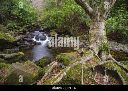 Racines de l'arbre et d'eau forestiers, près de Torc Waterfall, rivière Owengarriff Killarney, N.P., comté de Kerry, Munster, Irlande, Décembre Banque D'Images