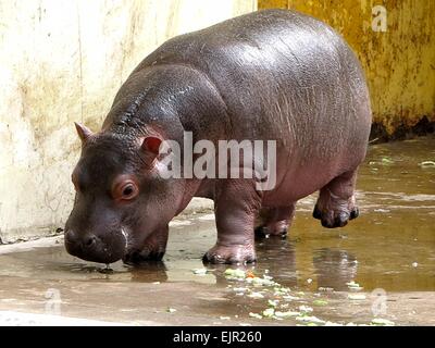 Jinan, Chine, la province de Shandong. Mar 31, 2015. Un mois cub hippopotame marche à un zoo à Jinan, capitale de la Chine de l'est la province du Shandong, le 31 mars 2015. Credit : Feng Jie/Xinhua/Alamy Live News Banque D'Images