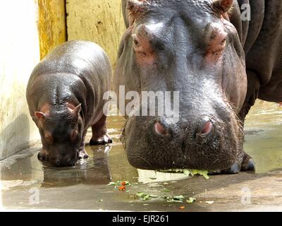 Jinan, Chine, la province de Shandong. Mar 31, 2015. Un mois cub hippopotame marche avec sa mère au zoo de Jinan, capitale de la Chine de l'est la province du Shandong, le 31 mars 2015. Credit : Feng Jie/Xinhua/Alamy Live News Banque D'Images