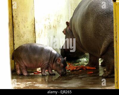 Jinan, Chine, la province de Shandong. Mar 31, 2015. Un mois cub hippopotame mange les carottes avec sa mère au zoo de Jinan, capitale de la Chine de l'est la province du Shandong, le 31 mars 2015. Credit : Feng Jie/Xinhua/Alamy Live News Banque D'Images