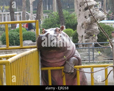 Jinan, Chine, la province de Shandong. Mar 31, 2015. Père d'un un mois est d'hippopotame à regarder son cub au zoo de Jinan, capitale de la Chine de l'est la province du Shandong, le 31 mars 2015. Credit : Feng Jie/Xinhua/Alamy Live News Banque D'Images