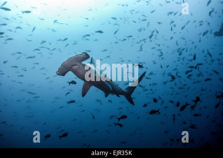 Requin-marteau halicorne (Sphyrna lewini) Cocos, Islande, Costa Rica Banque D'Images