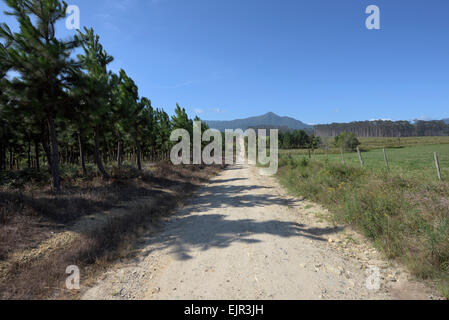 Chemin de terre à travers un paysage verdoyant, Tsitsikamma, Afrique du Sud Banque D'Images