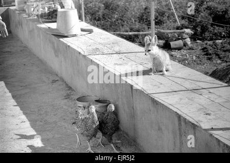 Animal : amitié : le renard et les poulets : Rommella le renard du désert est à l'origine de l'inquiétude dans les cercles de l'animal. Ils pensent que pour un renard, elle a choisi de bien étranges amis pour aller avec. Pour les plus Rommella compagnons constants sont un couple de poules pondeuses. Notre photo montre : Rommella avec les deux poules. Février 1972 72-1465-002 Banque D'Images