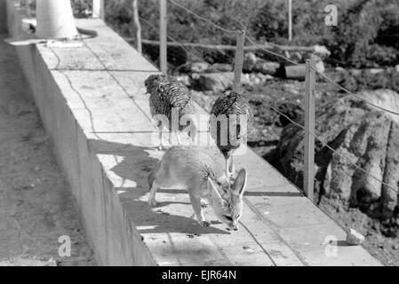 Animal : amitié : le renard et les poulets : Rommella le renard du désert est à l'origine de l'inquiétude dans les cercles de l'animal. Ils pensent que pour un renard, elle a choisi de bien étranges amis pour aller avec. Pour les plus Rommella compagnons constants sont un couple de poules pondeuses. Notre photo montre : Rommella avec les deux poules. Février 1972 72-1465-021 Banque D'Images