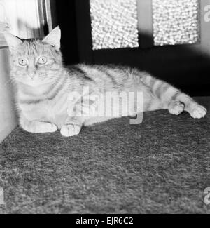 Ce stray cat gingembre est quelque chose d'un miracle de la survie. Terriblement blessé et abandonné comme bien que mort, Faith healer Mme Marilyn Prescott de Saltash, Cornwall a refusé de renoncer à sa lutte pour le garder en vie, et a réussi. Le chat est maintenant rafraîchissante et complètement remis et est nommé "Vicki". "Vicki" est d'environ 18 mois. Notre photo montre : Le gingembre cat 'Vicki' à Mme Prescott's home. Janvier 1972 72-0023 Banque D'Images