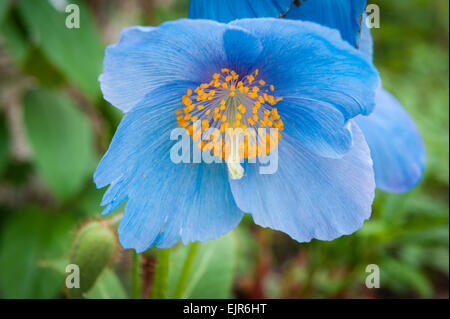 Meconopsis betonicifolia, le Pavot Bleu de l'Himalaya, dans un jardin gallois Banque D'Images