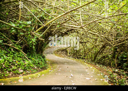 Les branches d'arbres sur le chemin de béton dans l'aménagement forestier Banque D'Images