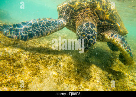 Close up de tortue de mer nager sous l'eau Banque D'Images