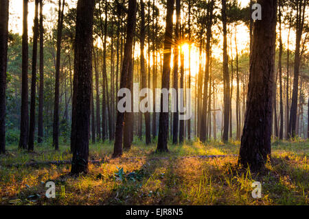 Pensée shinning Sun Ray de brouillard de la forêt de pins Banque D'Images