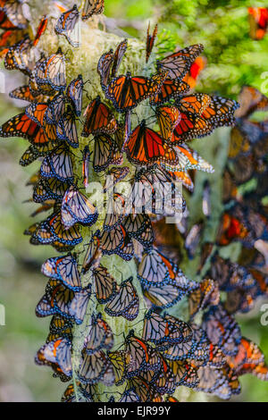 Close up de papillons perching on plant Banque D'Images