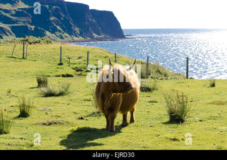 L'île de eigg Highland cattle Banque D'Images