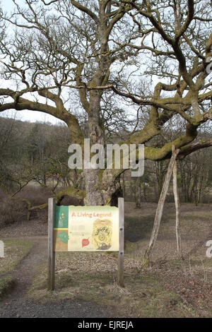 Signe de l'information et de l'Écosse de birnam oak mars 2015 Banque D'Images