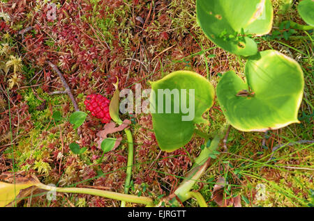 Grappe de fruits rouges se situent sur fond de marais moss. Banque D'Images