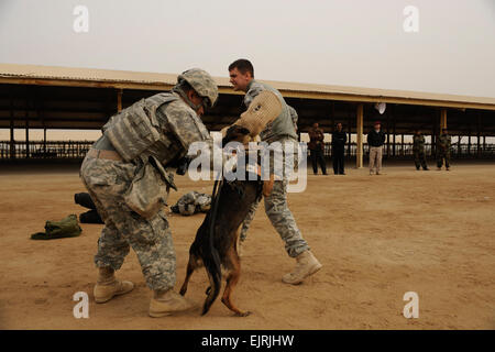 Le sergent de l'armée américaine. Troy Stiner de Pittsburg, Pennsylvanie, du 2e Bataillon des troupes spéciales, 2e Brigade Combat Team, 4e Division d'infanterie, met une laisse sur son chien Ruby après avoir détenu le sgt de l'armée américaine. Tyler Barriere de Ithaca, N.Y., dans le cadre d'une démonstration des capacités des chiens de travail militaire à la police irakienne de Diwaniya stagiaires de l'académie de police de Diwaniya, l'Iraq, le 9 février 2009. Les soldats ont également procédé à l'évaluation de l'académie d'assurer qu'ils obtiennent les fournitures dont ils ont besoin. Banque D'Images