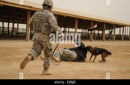 Le sergent de l'armée américaine. Troy Stiner de Pittsburg, Pennsylvanie, du 2e Bataillon des troupes spéciales, 2e Brigade Combat Team, 4e Division d'infanterie, court vers son chien Ruby après avoir détenu le sgt de l'armée américaine. Tyler Barriere de Ithaca, N.Y., dans le cadre d'une démonstration des capacités des chiens de travail militaire à la police irakienne de Diwaniya stagiaires de l'académie de police de Diwaniya, l'Iraq, le 9 février 2009. Les soldats ont également procédé à l'évaluation de l'académie d'assurer qu'ils obtiennent les fournitures dont ils ont besoin. Banque D'Images