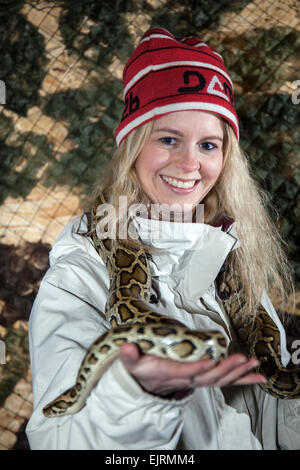 Python réticulé à la manipulation de reptiles Femme Moulin La Ferme des animaux, Rufford, Southport, West Lancashire, Royaume-Uni Banque D'Images