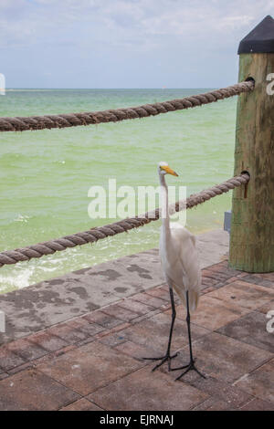 Une Grande Aigrette est sur le patio à la Florida Gulf Coast Resort. Banque D'Images