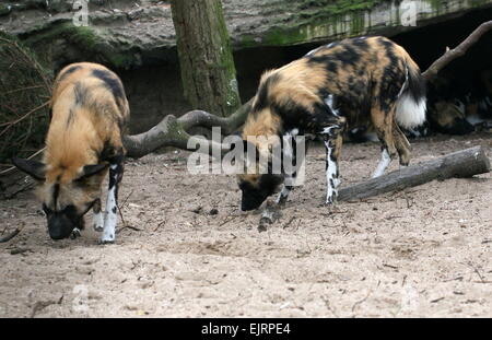 Deux lycaons (Lycaon pictus) du flair pour un sentier Banque D'Images