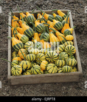 Une boîte en bois contenant des citrouilles fraîchement cueillis. Banque D'Images