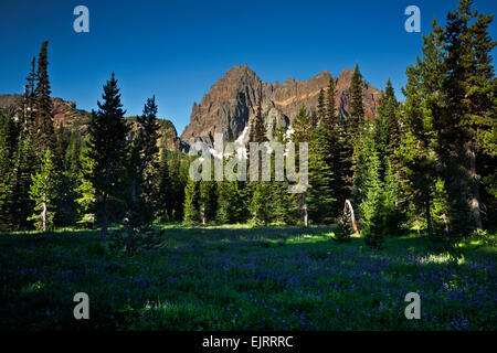 OREGON - Fleurs de lupin dans le Canyon Creek Meadow ci-dessous Jack à trois doigts dans le Mount Jefferson Wilderness. Banque D'Images