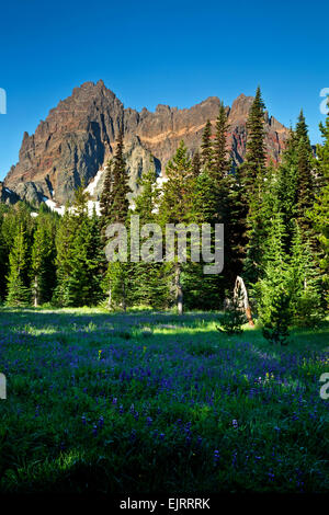 OREGON - Fleurs de lupin dans le Canyon Creek Meadow ci-dessous Jack à trois doigts dans le Mount Jefferson Wilderness Area. Banque D'Images