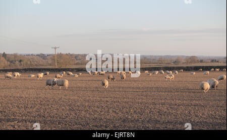 De grandes quantités de moutons dans un champ Banque D'Images