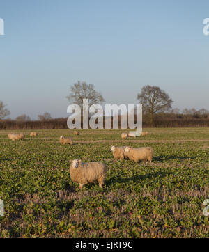 De grandes quantités de moutons dans un champ Banque D'Images