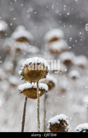 Les grandes têtes séchées de tournesols sont couverts dans la neige tombe plus de neige. Banque D'Images