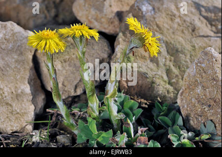 Tussilage (Tussilago farfara) en fleurs Banque D'Images