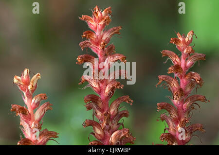 L'Orobanche (Orobanche hederae Ivy) en fleurs Banque D'Images