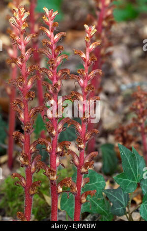 L'Orobanche (Orobanche hederae Ivy) en fleurs Banque D'Images