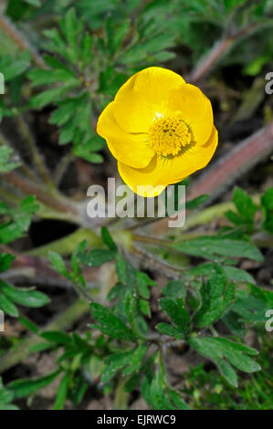 Ice / navet renflée (Ranunculus bulbosus) en fleurs Banque D'Images