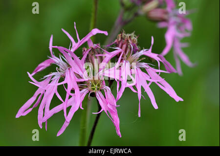 Ragged robin (Silene flos-cuculi / Lychnis flos-cuculi) en fleurs Banque D'Images