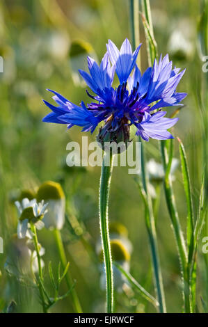 Le bleuet / baccalauréat / bouton bleue (Centaurea cyanus) en fleurs Banque D'Images