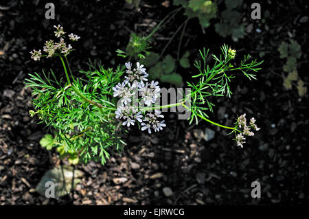 La coriandre (Coriandrum sativum) en fleur, originaire du sud de l'Europe, l'Afrique du Nord et en Asie Banque D'Images